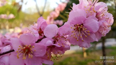 Note5拍的花卉
