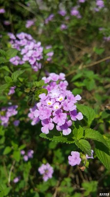 一路旅行一路晒+赣州+花之语