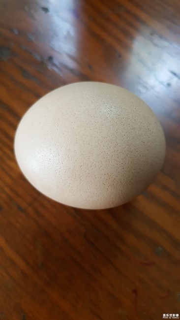 egg