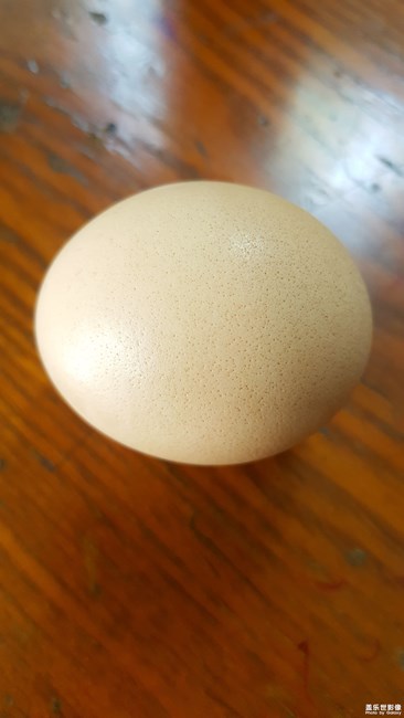 egg