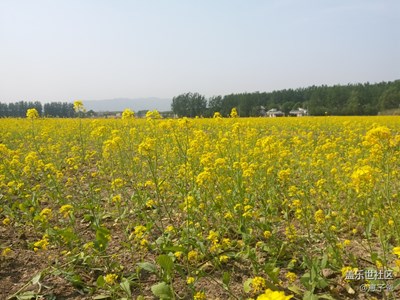 一句旅行一路晒+北京+万亩油菜花
