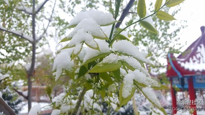 五月之雪