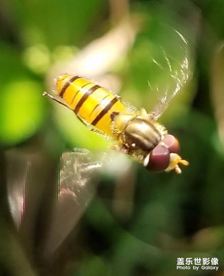 采蜜 授粉