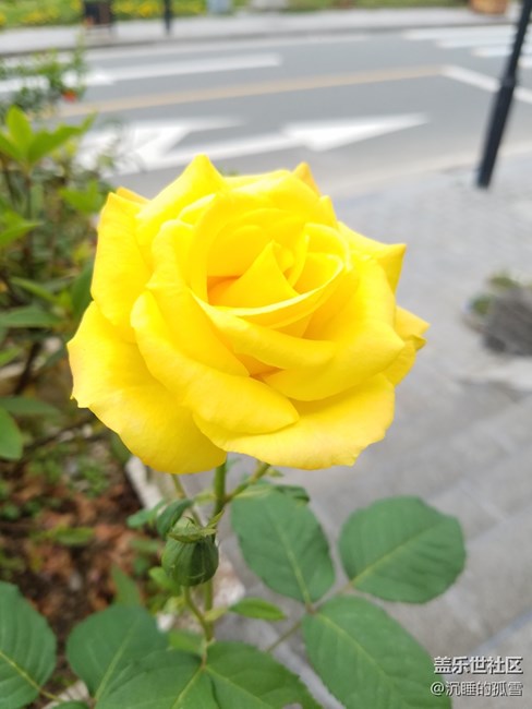 好看的黄玫瑰，送给一直关心我的各位朋友