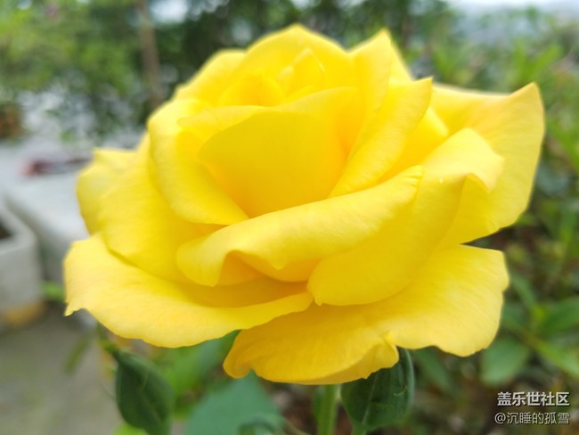 好看的黄玫瑰，送给一直关心我的各位朋友