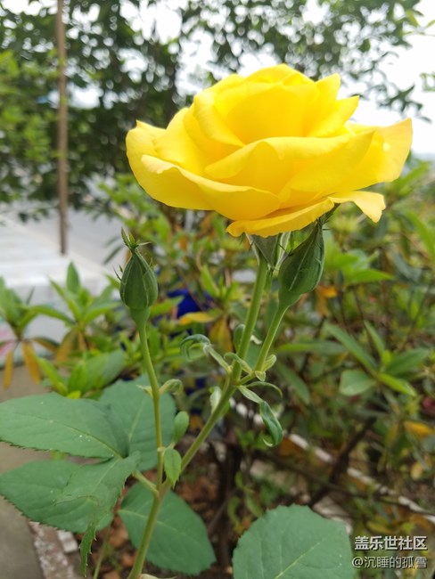 好看的黄玫瑰，送给一直关心我的各位朋友