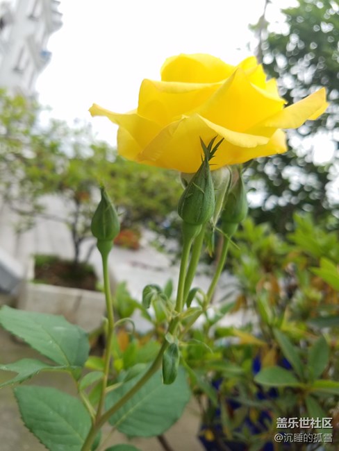好看的黄玫瑰，送给一直关心我的各位朋友