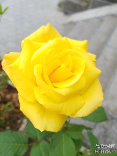 好看的黄玫瑰，送给一直关心我的各位朋友