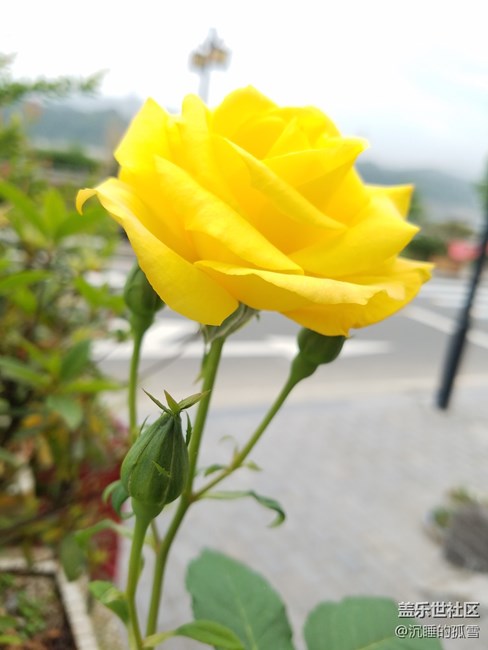 好看的黄玫瑰，送给一直关心我的各位朋友
