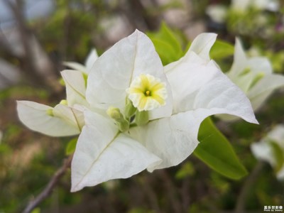 花花世界——白色三角梅