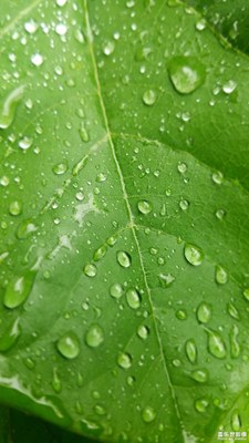 春雨