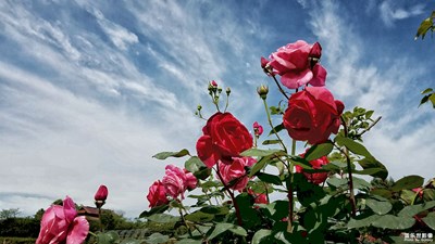 《初夏风情画》+绵阳市游仙区+山野精灵