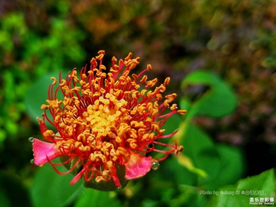 《初夏风情画》+北京+只道花开无十日， 此花无日不春风。