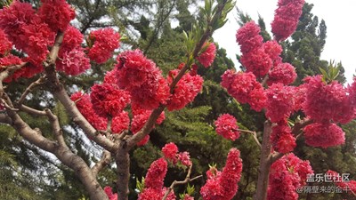 《初夏风情画》+洛阳+鲜花朵朵