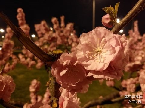 说出来你可能不信 完全不输专业相机的 盖乐世 S7 Edge