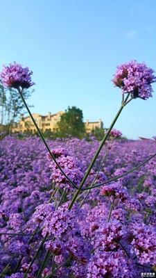 花海