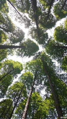 《初夏风情画》+江苏盐城+初夏的森林