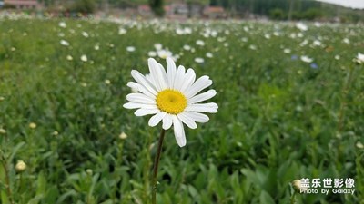 《初夏风情画》+辽阳太子岛+平凡的野花