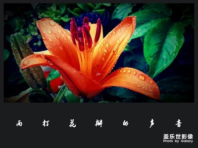 雨打花瓣的声音