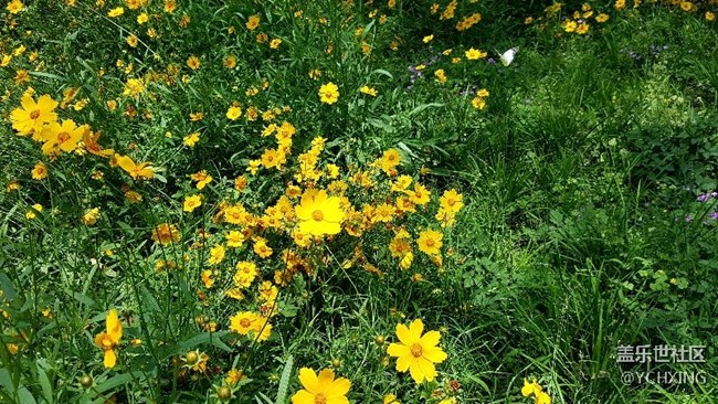 急啥子嘛！  看看花压压惊