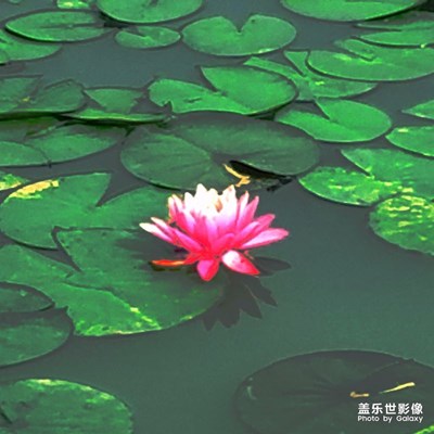 春游随拍