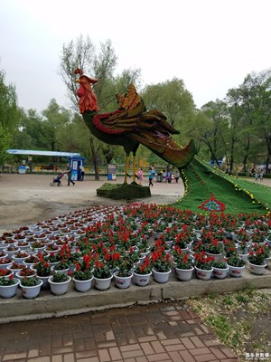 鸡