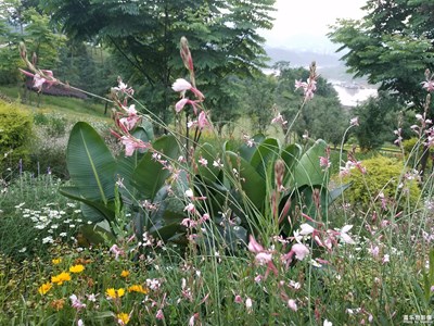 江边公园的花开了