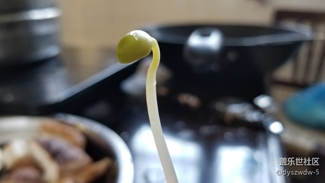 随手拍几张，看看手机端反应如何？