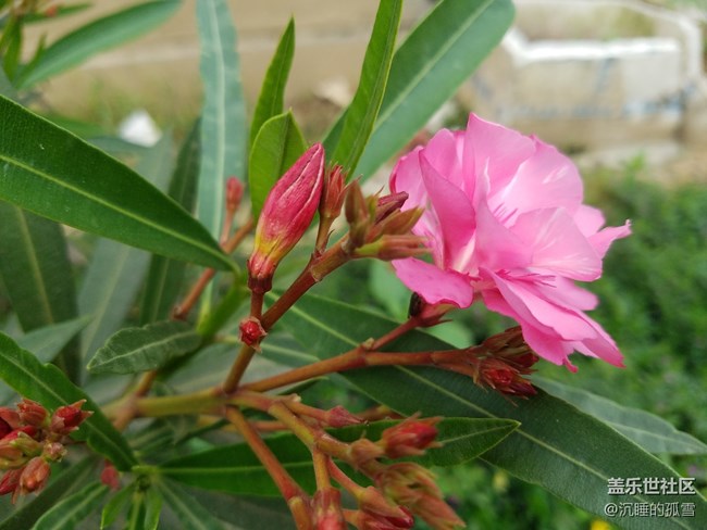公园里很普遍的花