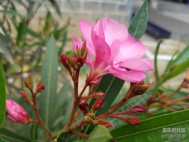 公园里很普遍的花