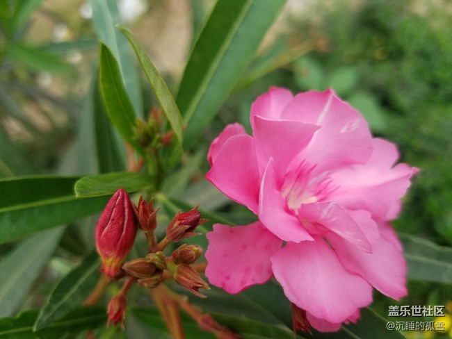 公园里很普遍的花