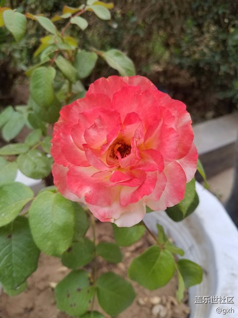 花开了！