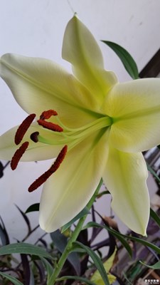 《清凉一夏》+山东+夏日的花