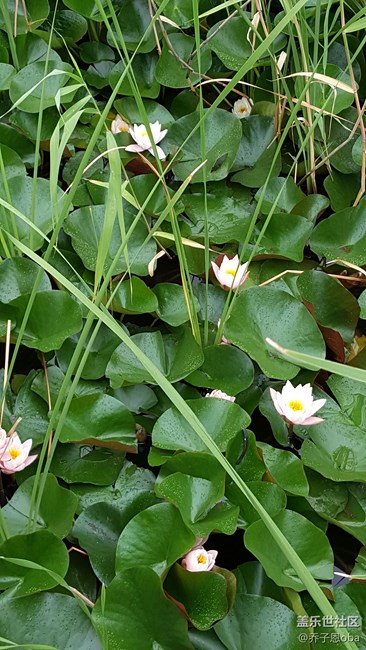 感觉牛5拍照还是这么依旧的强