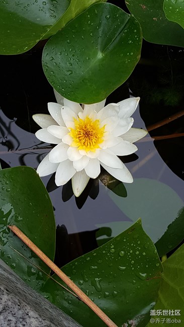 感觉牛5拍照还是这么依旧的强