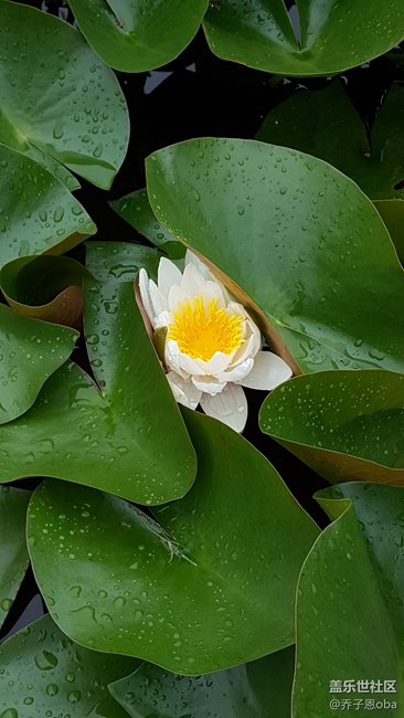 感觉牛5拍照还是这么依旧的强