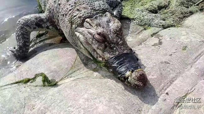 星粉周多长时间一次？