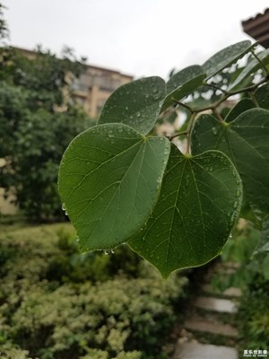 大雨过后，下班小区随拍！