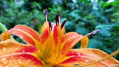 新雨萱草花更艳——