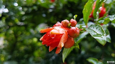 雨润石榴红