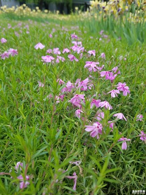 野花