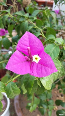 《慢生活》+泗水+我眼中的风景