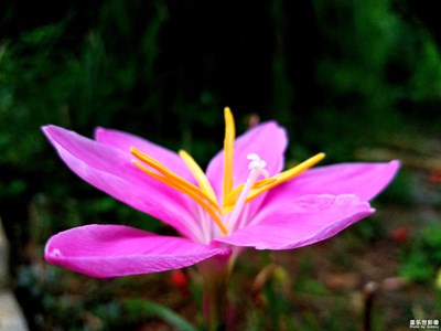 可爱的小花