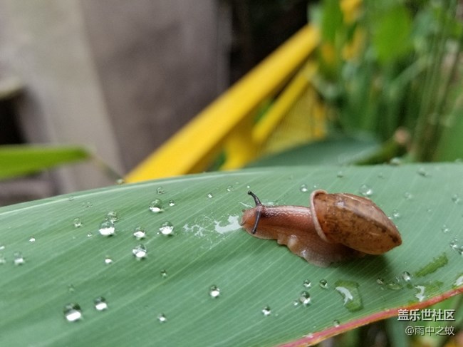 S8+拍照真好看