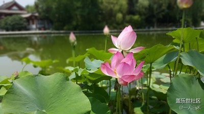 微距之荷花