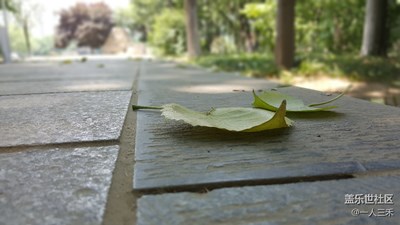 微距之落叶