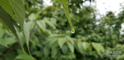 就爱拍花花草草 二