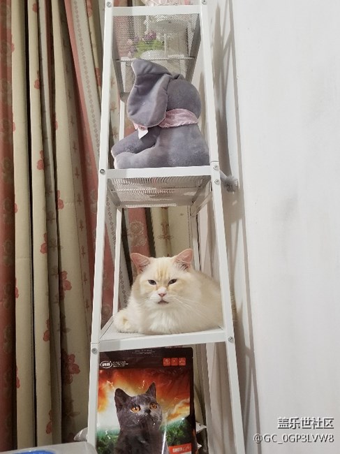 我家小三小四