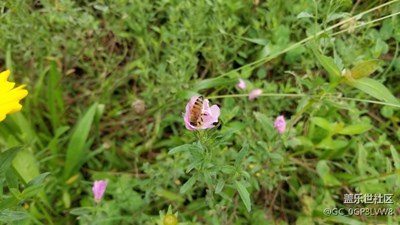 就爱拍花花草草 三