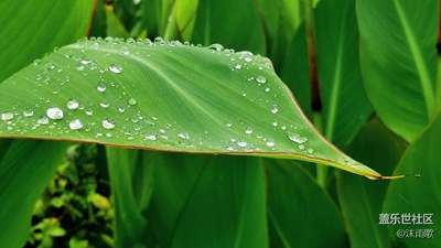 就爱拍花花草草 四